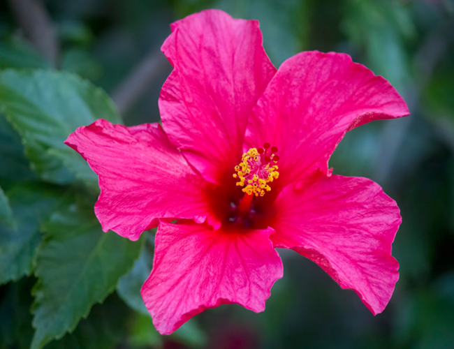 yerba mate hibiskus terere na zimno
