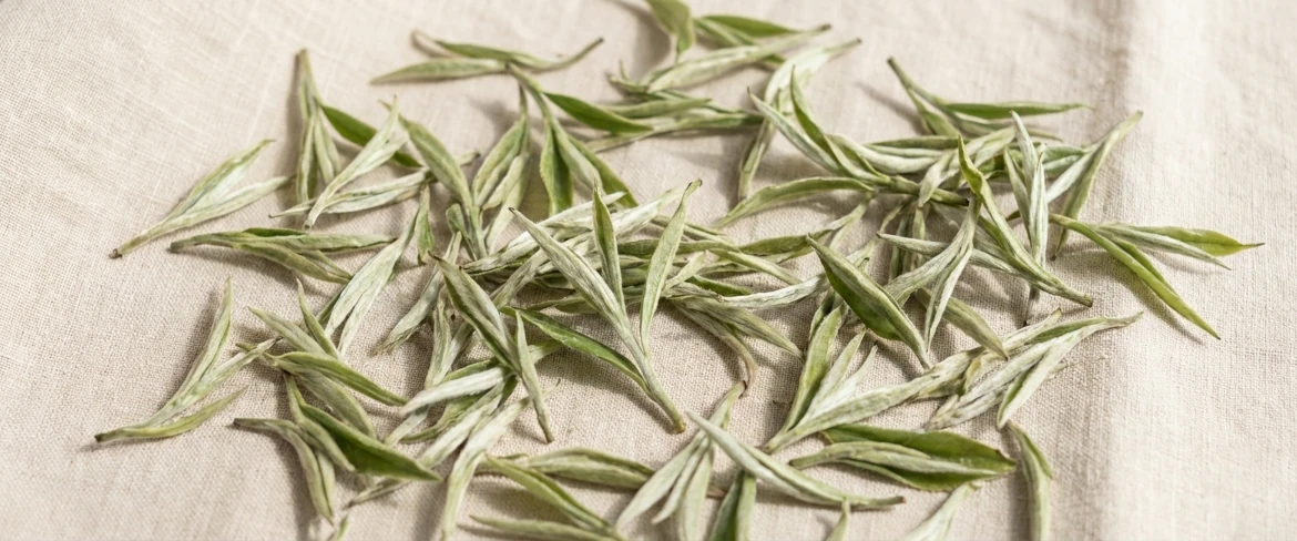 Biała herbata – młode pąki Camellia sinensis