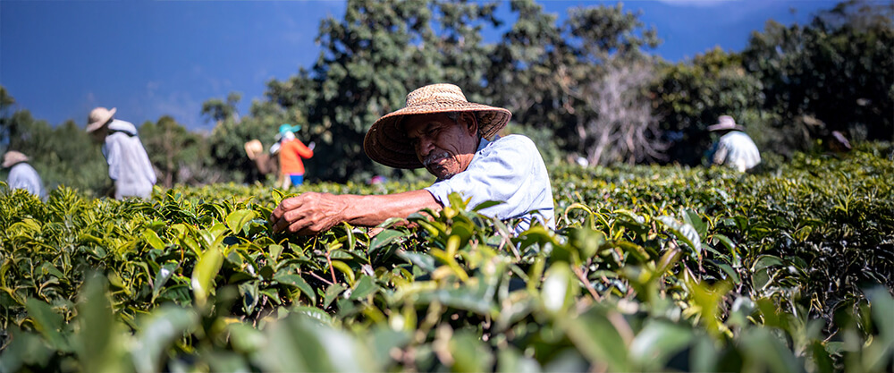 Yerba mate z Paragwaju