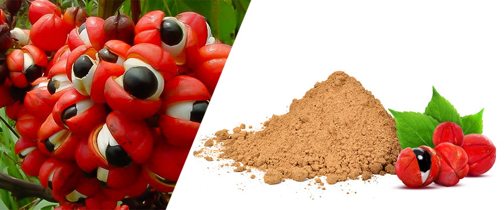 Guarana - owoce i w proszku