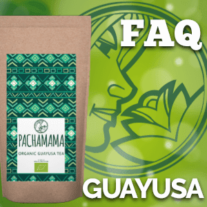 ilex guayusa co to jest faq